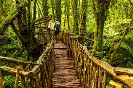 Puzzlewood