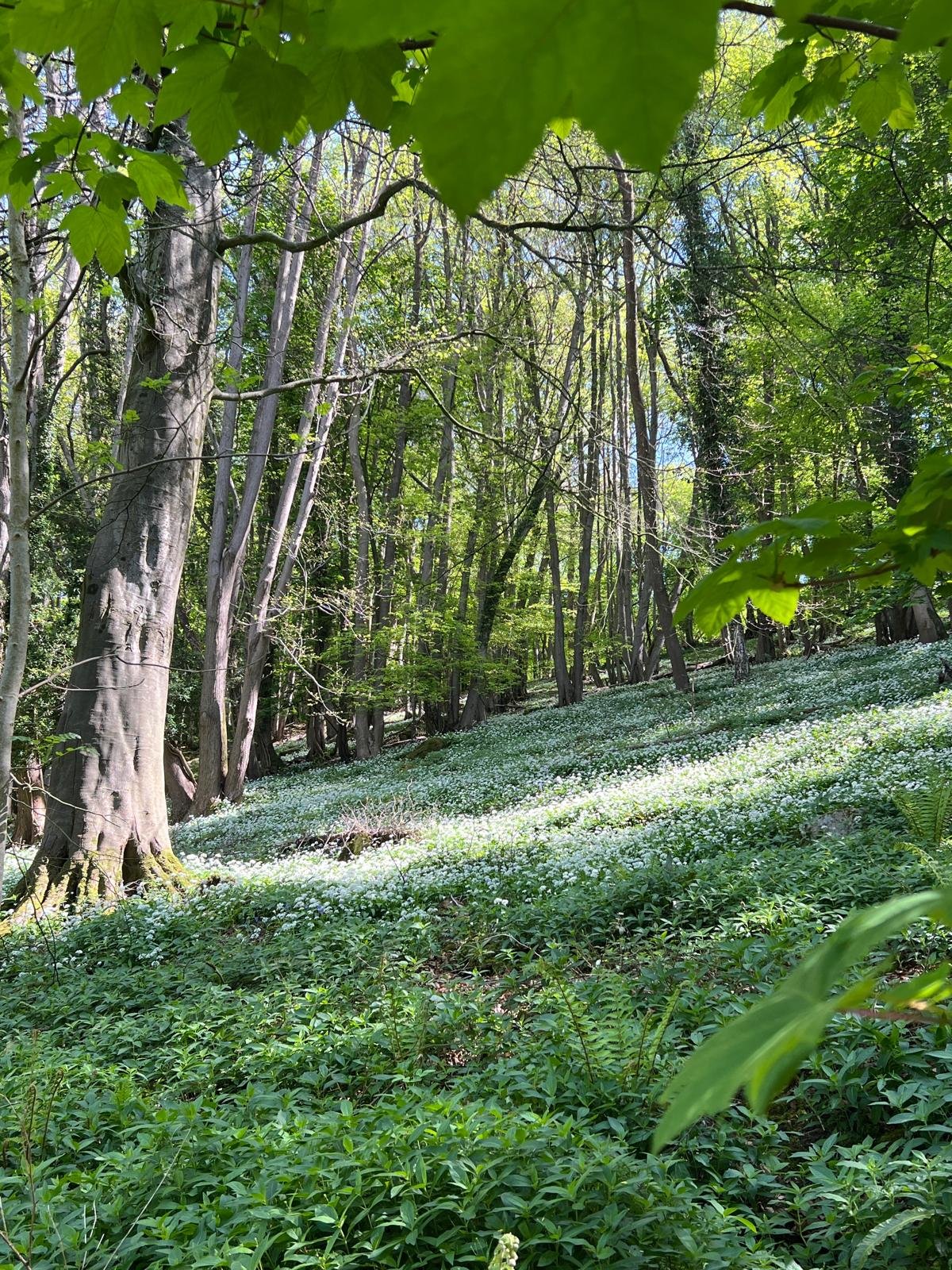 Forest of Dean woodland walks from luxury holiday house