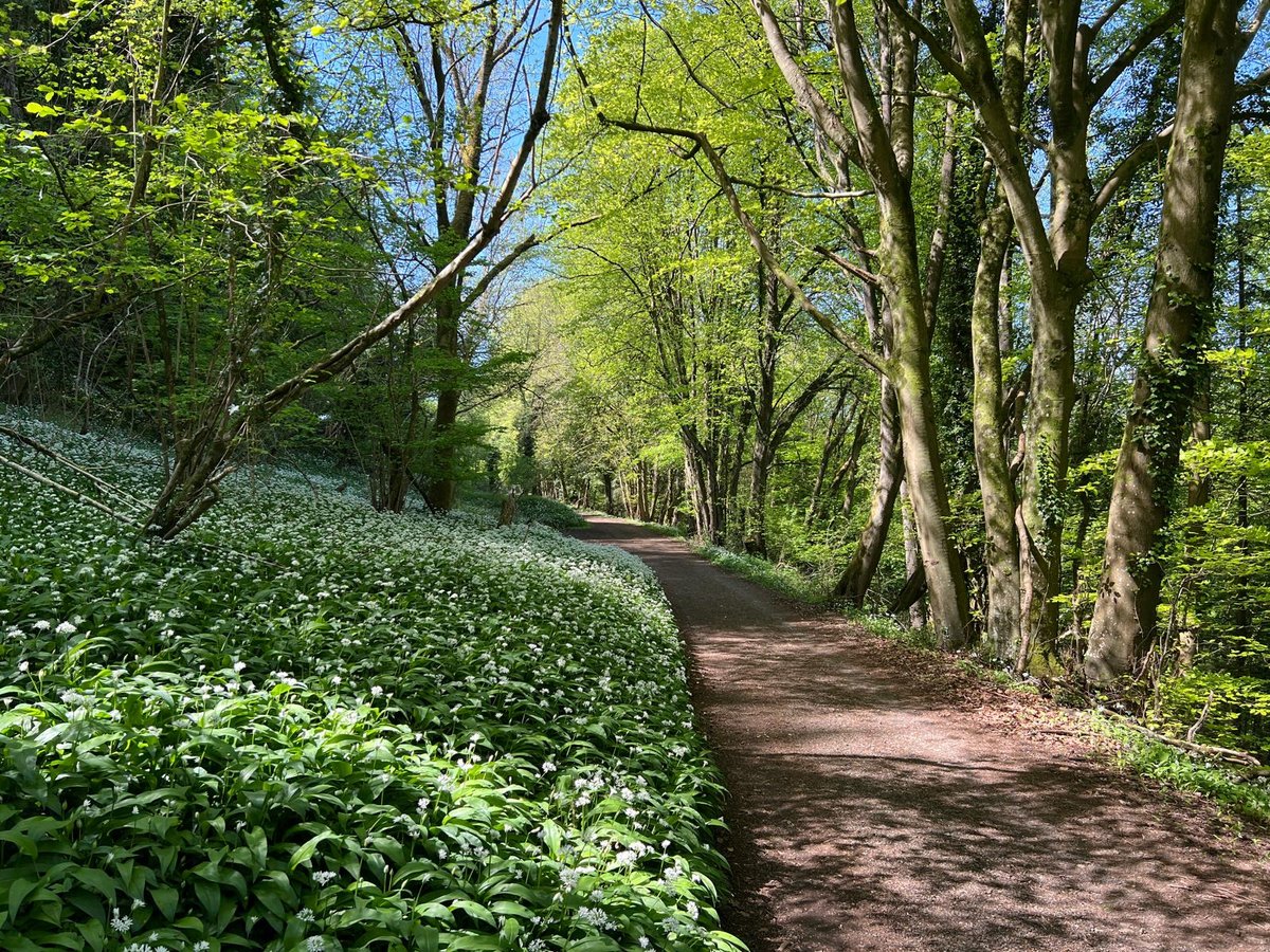 Spring forest near luxury country house rental Gloucestershire